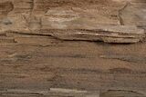 Permineralized Wood Covered In Sparkling Quartz - Germany #302078-1